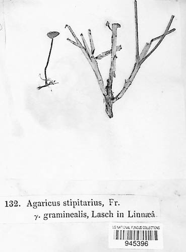 Agaricus stipitarius var. graminealis image